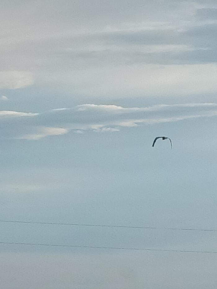 Sandhill crane