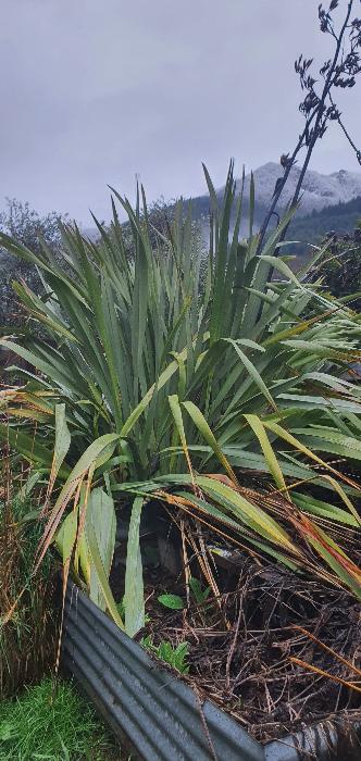 Clump of flax