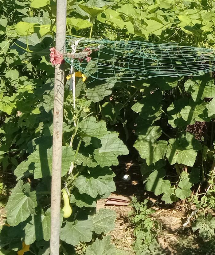 Vertical squash growing with fabric strips