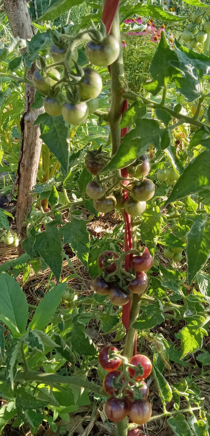 Trellising cherry tomato 