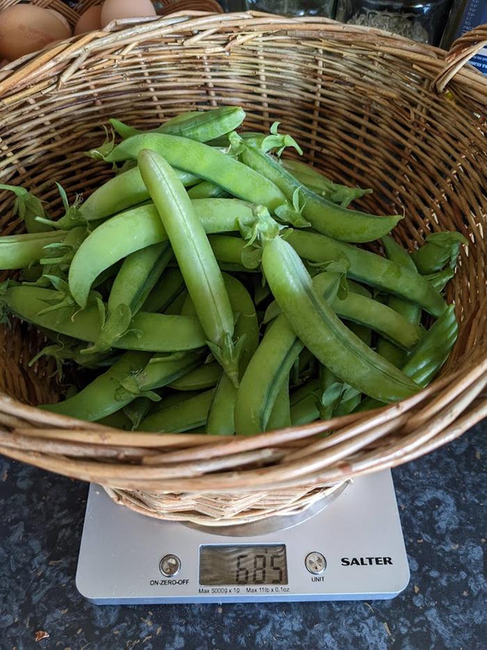 peas-harvested-last