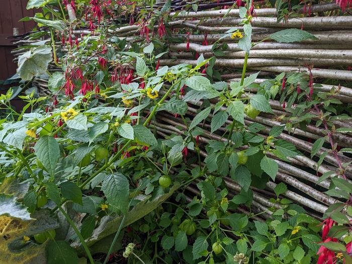 Plant, hugging the woven fence