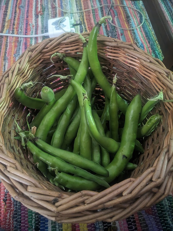 Some beans in my partner's harvesting basket