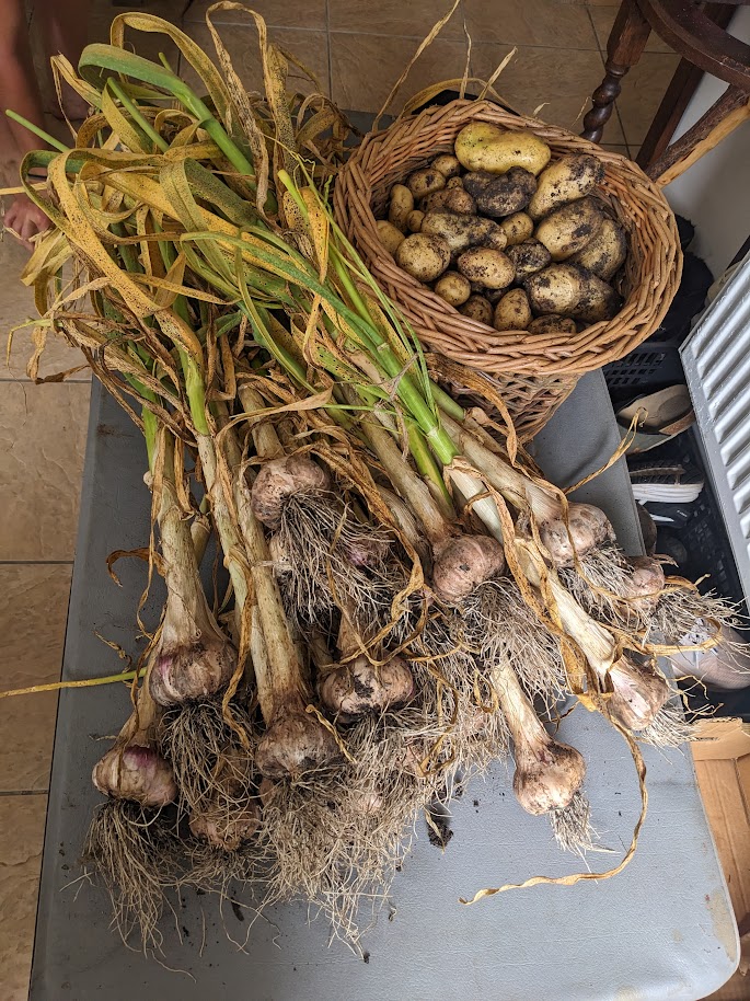 Garlic and potatoes, dumped in the kitchen, waiting to be plaited