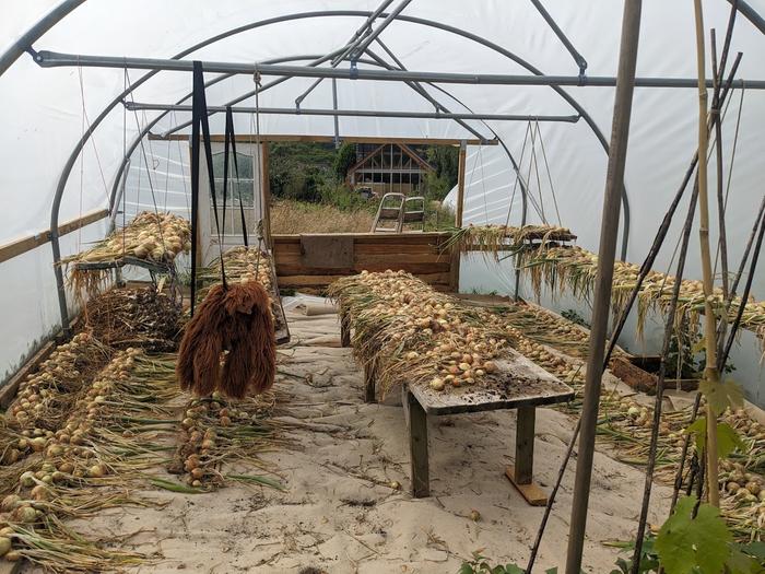 Onions, drying at the community garden