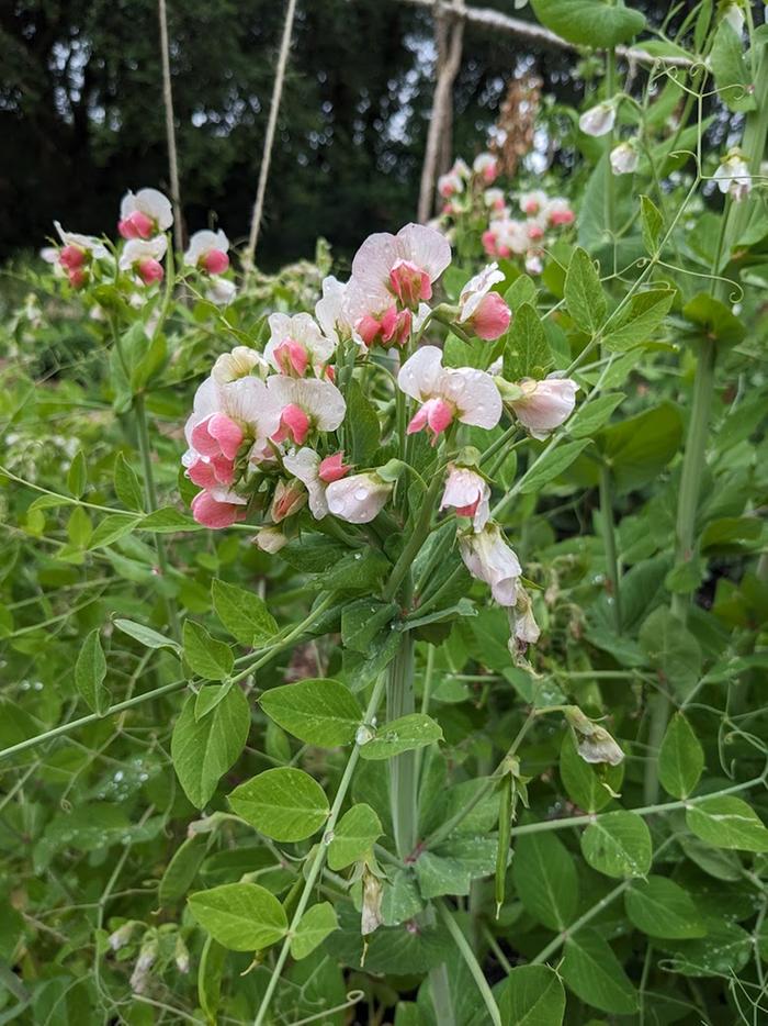 The very pretty 'Rosakrone' peas