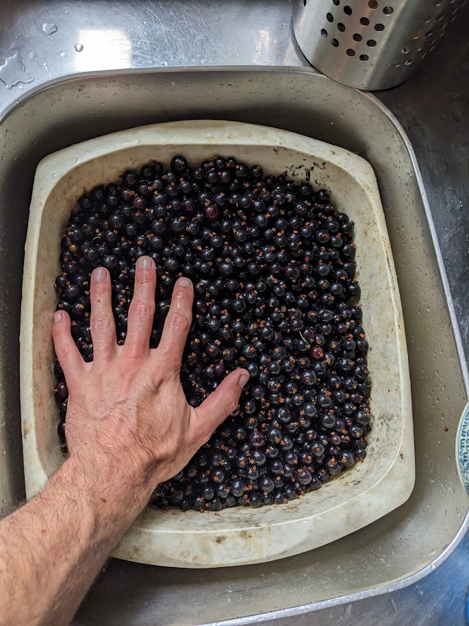 Blackcurrants, filling the sink