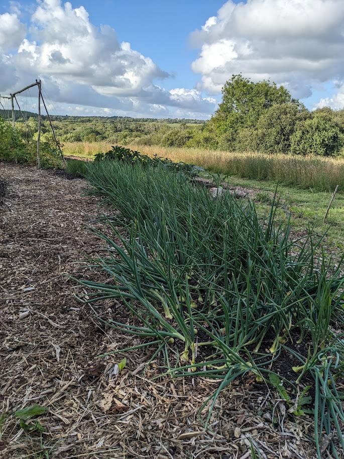 Onions are getting there!