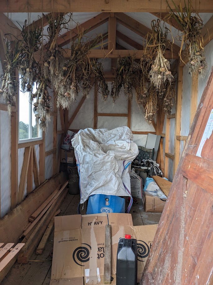 Garlic hanging in our messy, unfinished shed