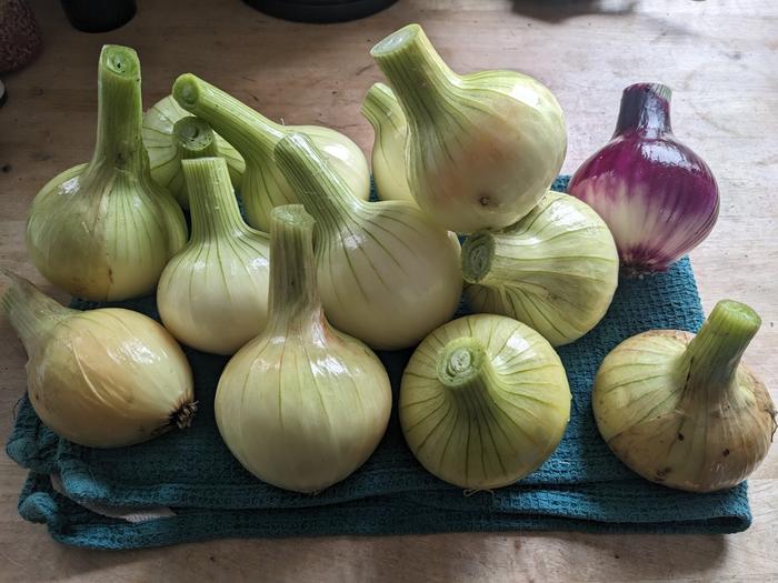 Onions, trimmed and ready for chutney