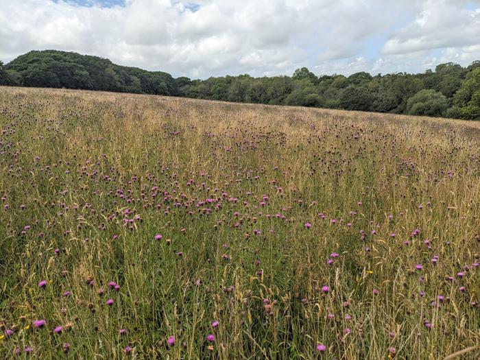 The hay meadow, showing the knapweed and other wildflowers