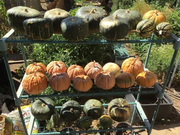 squash drying on racks