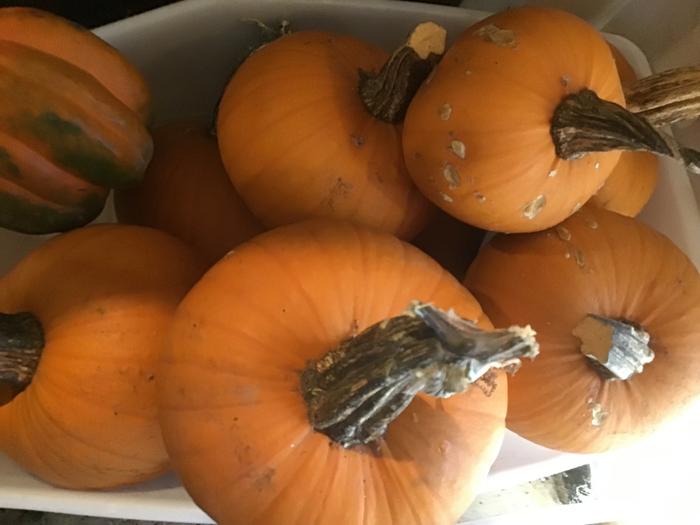 orange pumpkins