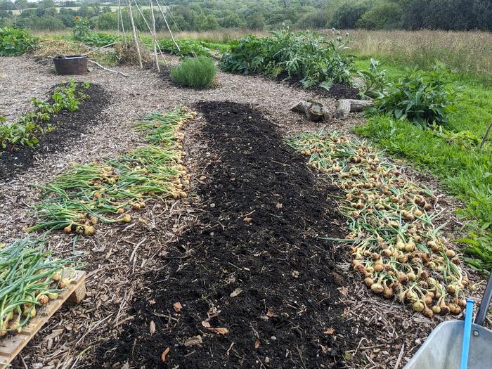 Onions, just pulled from the bed