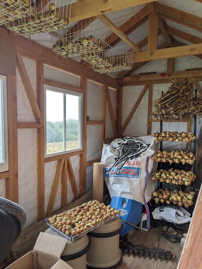 Curing in the shed