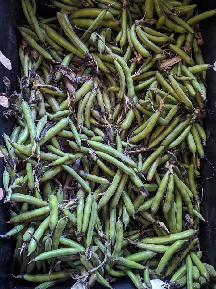 Field beans in a harvest crate