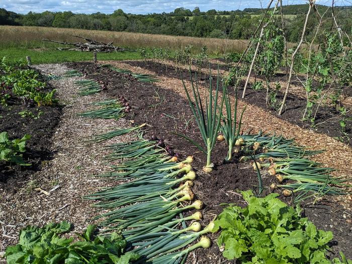 Onions drying on the beds