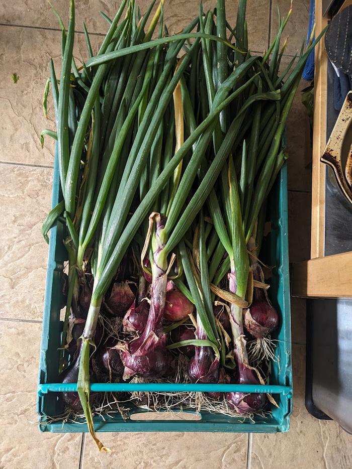 Red onions in a harvest crate