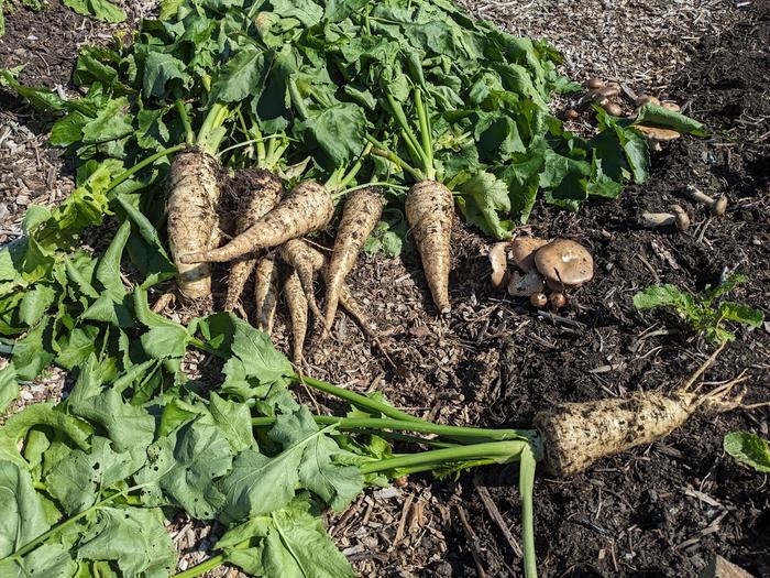 Freshly dug parsnips with some wine cap mushrooms growing alongside