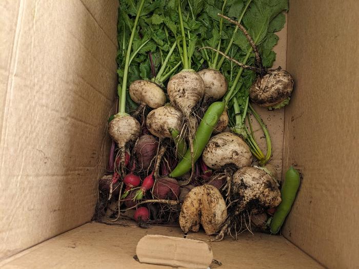 Turnips, radishes and 2 broad beans in a box