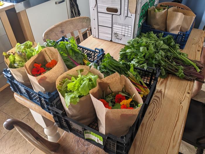 Veg boxes under construction on the kitchen table: chard, salad bags, lettuce, red-stemmed celery