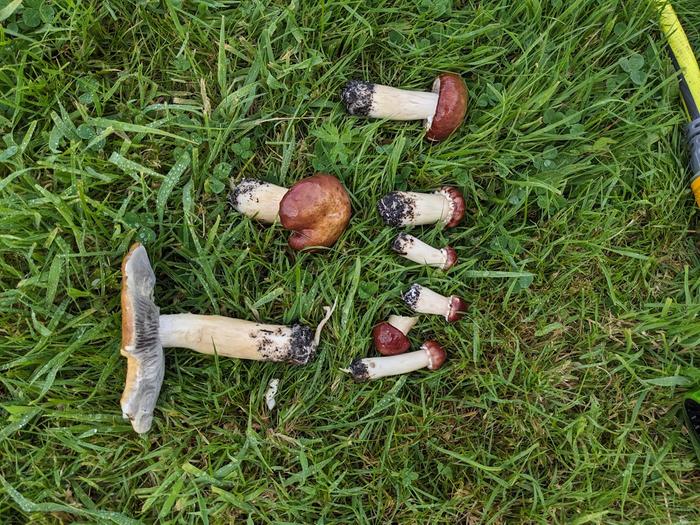 Wine cap mushrooms