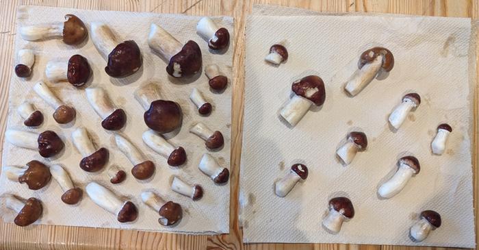 Yound wine cap mushrooms, cleaned and drying on towel