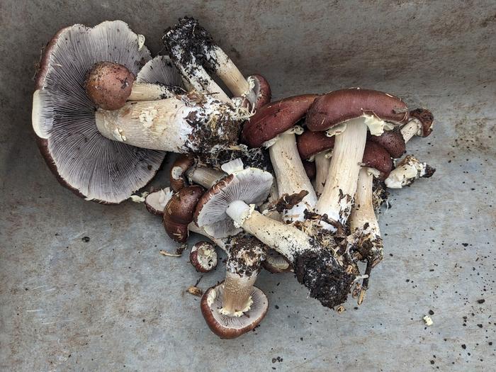 Wine cap mushrooms