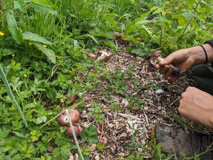 Wine caps growing in woodchip