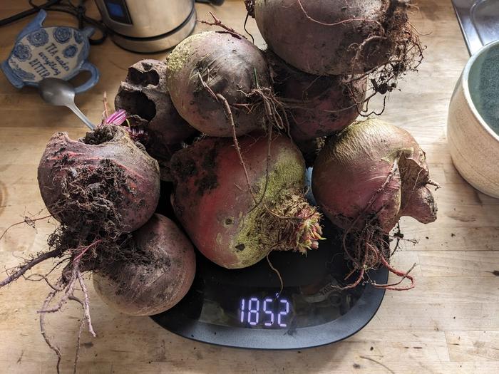 These are the small, hollow or otherwise ugly beets that we keep back to eat