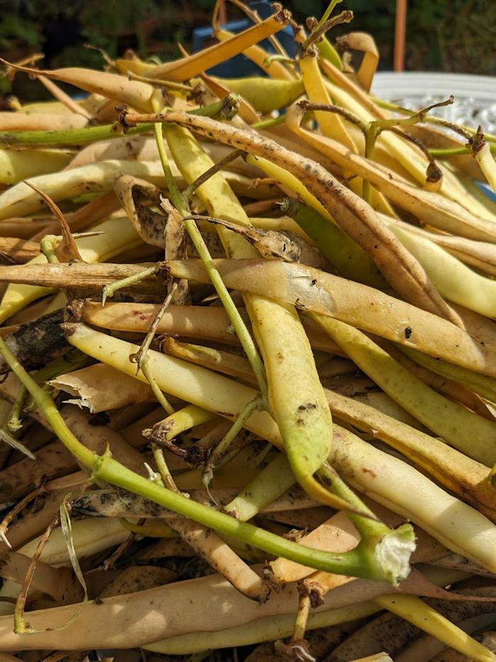 Kidney beans in pods