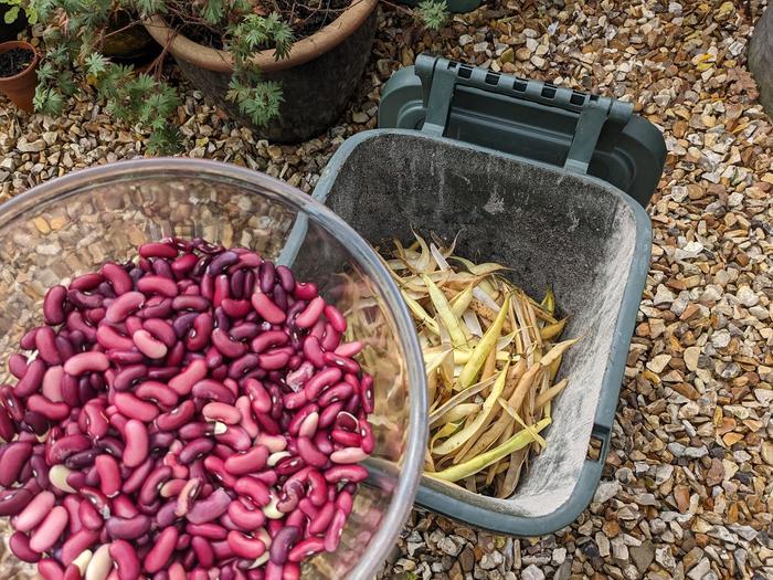 Podded kidney beans. Pods saved for composting.