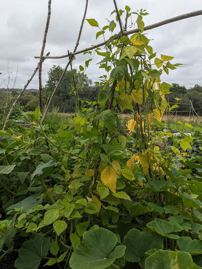 Kidney beans growing amongst squash plants.