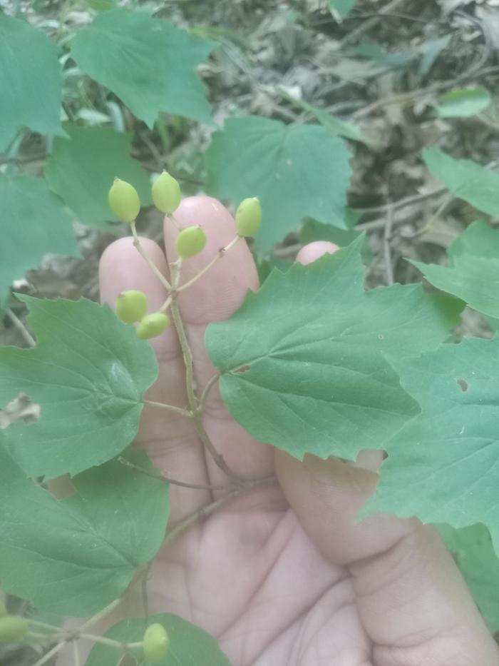American Cranberrybush?