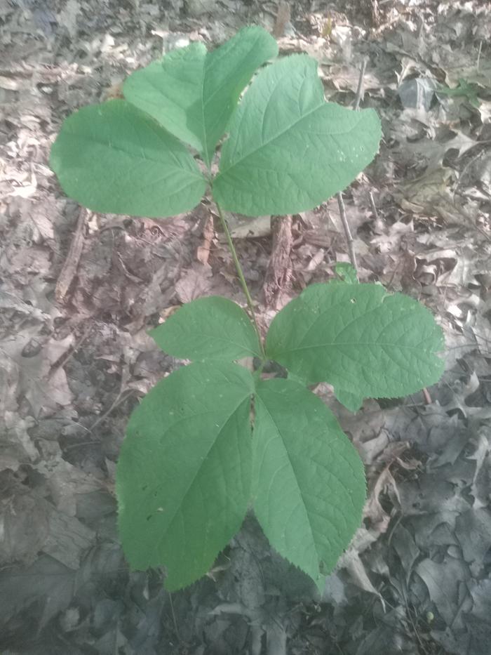 Spikenard?