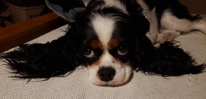 Charlie, letting me know she's bored!