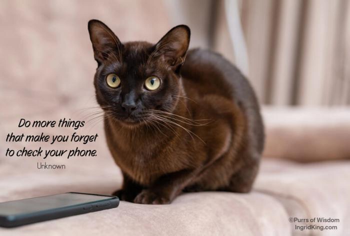 wise kitty cat meme