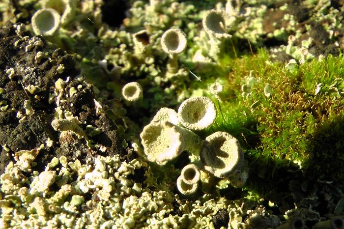 Moss and tiny things
