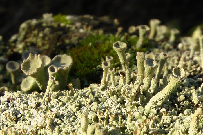 It's like an alien world