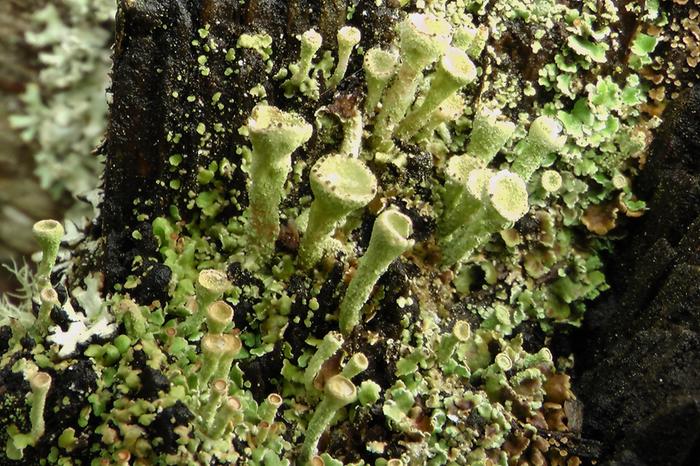 Close up litchen fruiting bodies