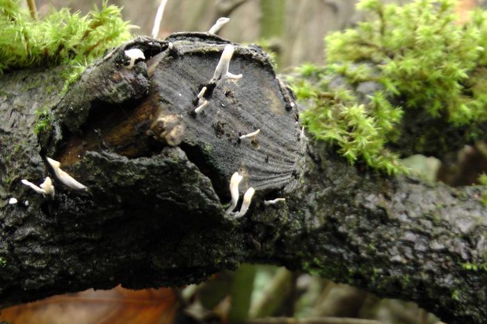 Moss and mushroom log