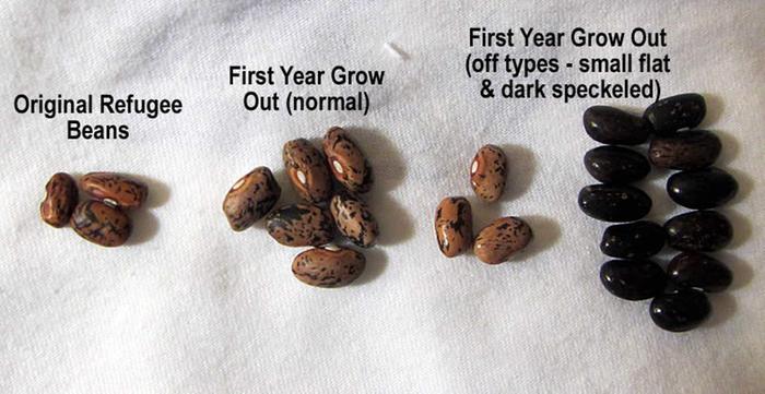 First grow out Refugee Beans