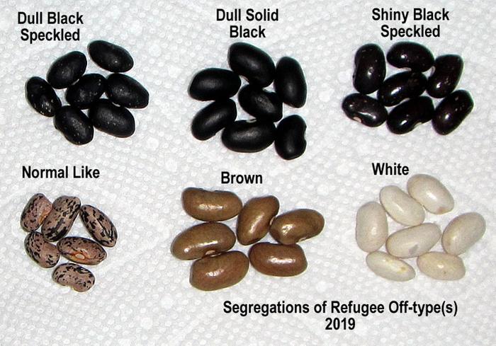 Segregations of Refugee Beans