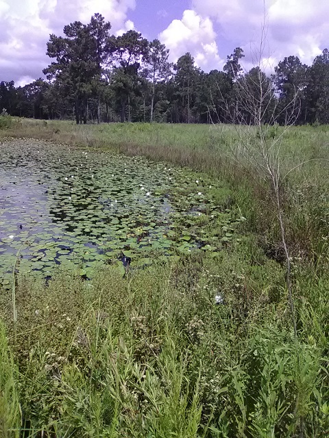 [Thumbnail for flowering-lilypads.jpg]