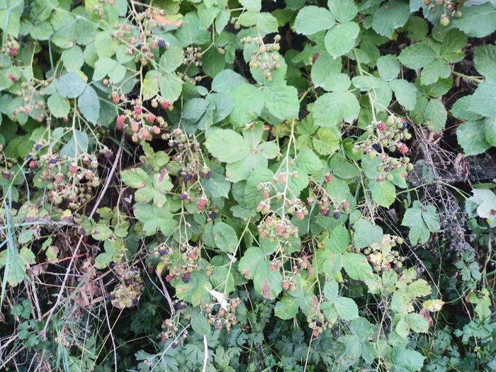 Still lots of green berries. 