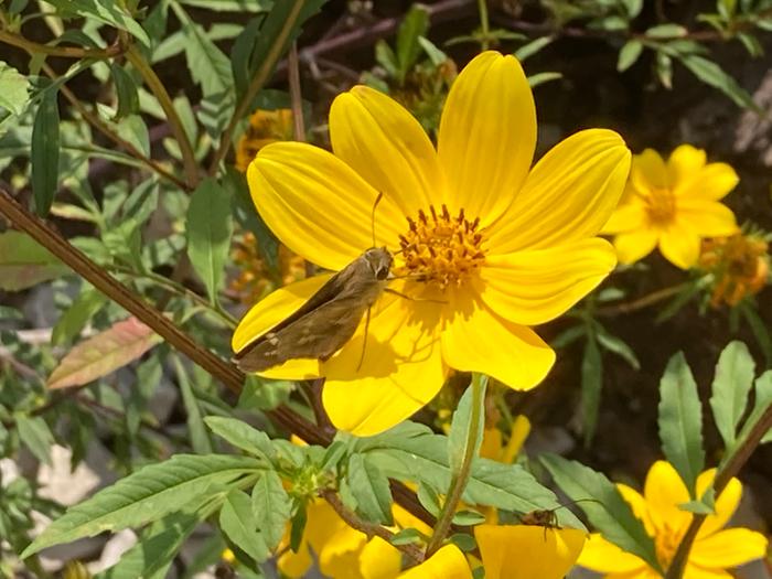 Tickseed Sunflower