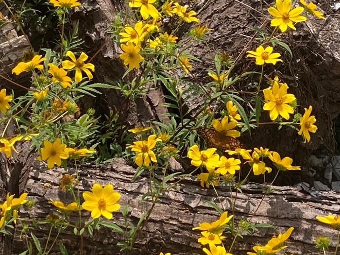 Tickseed sunflower 