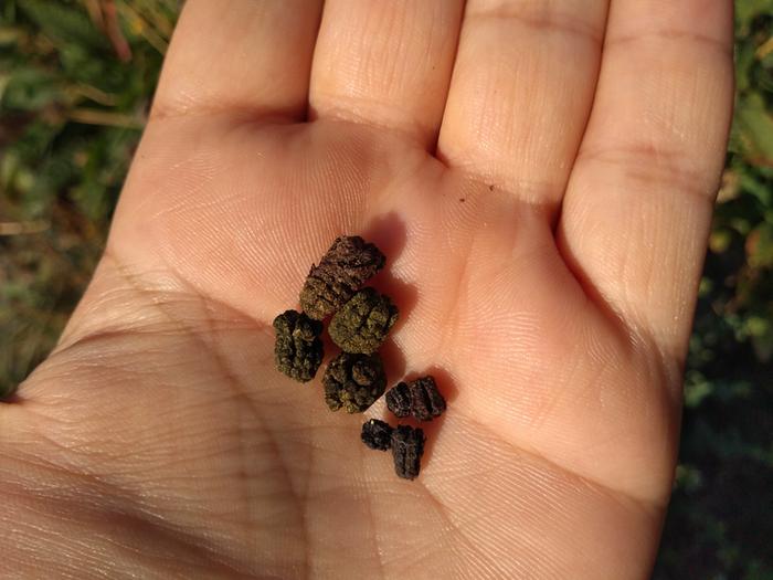 Bigger mystery poop on left