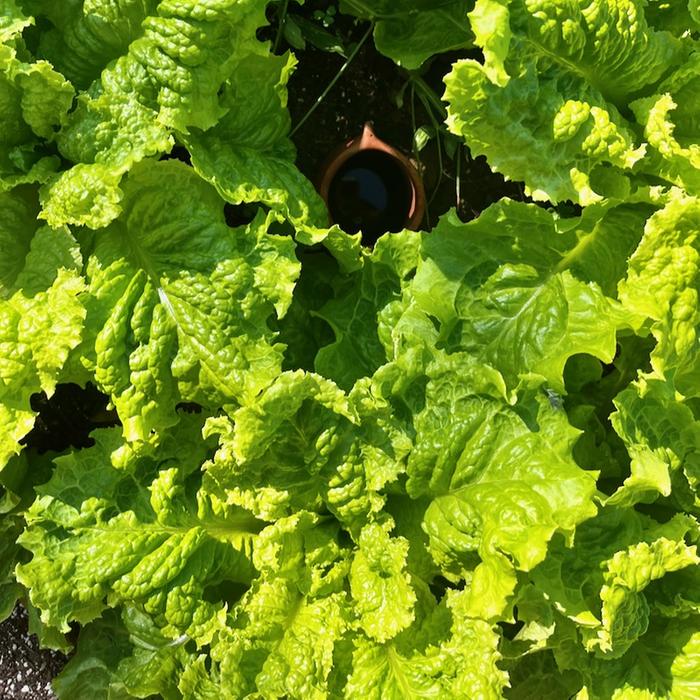 Australian yellow lettuce, watered by ollas, in about 100 degree heat, 10 am