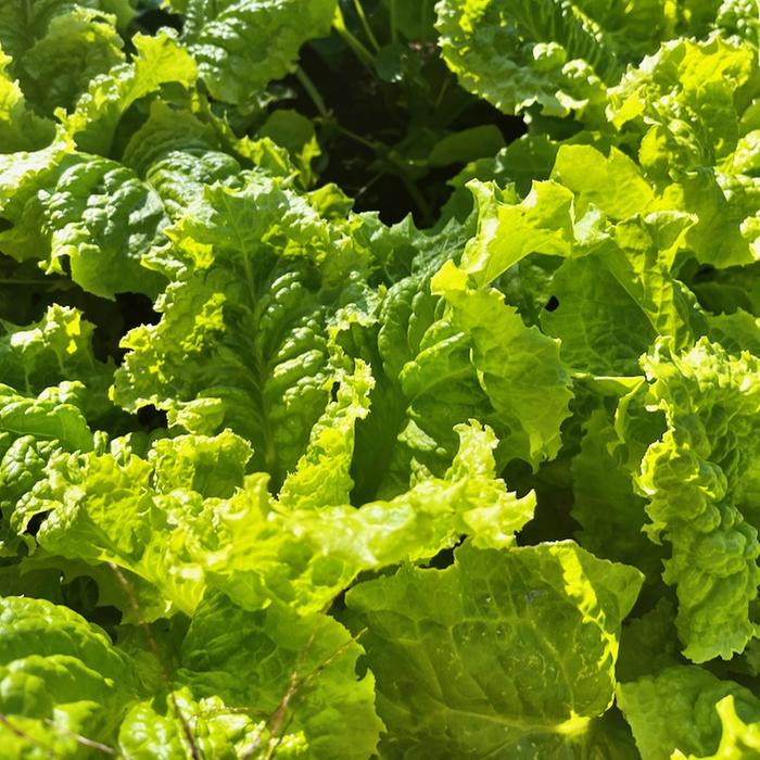 Australian yellow lettuce, watered by ollas, in about 100 degree heat, 10 am